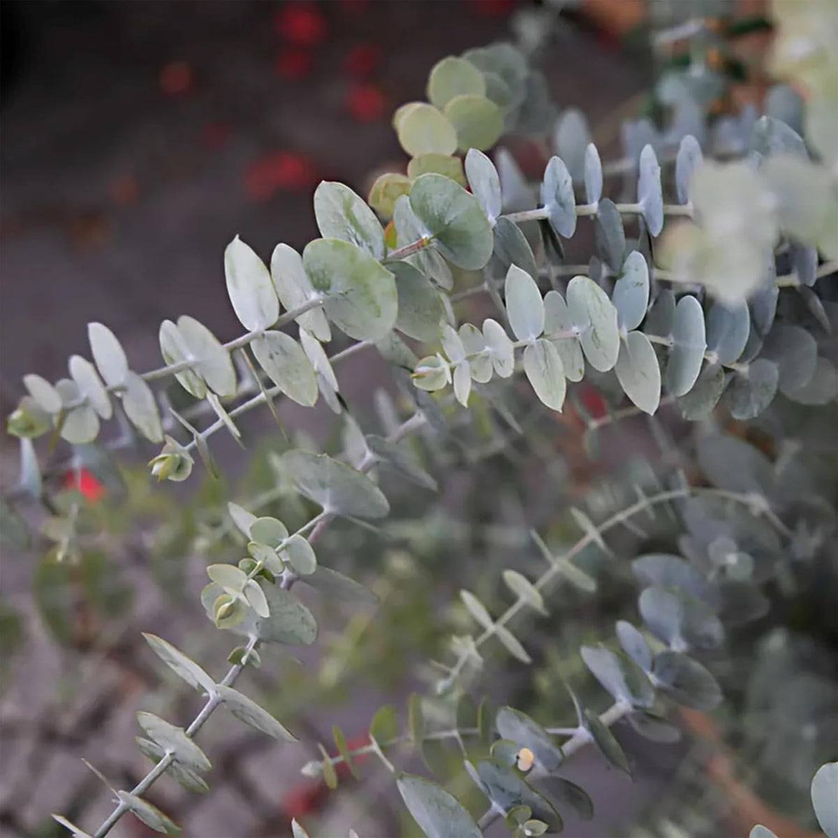 Park Seed Grow Your Own Eucalyptus Seeds Plant, Perfect for Indoor Growing and Spring Garden, Baby