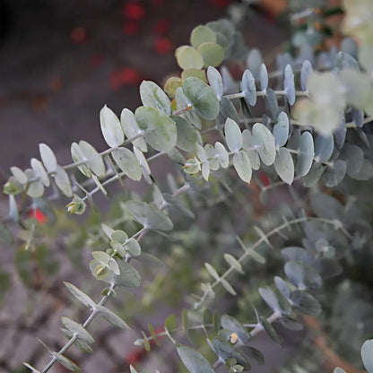 Park Seed Grow Your Own Eucalyptus Seeds Plant, Perfect for Indoor Growing and Spring Garden, Baby