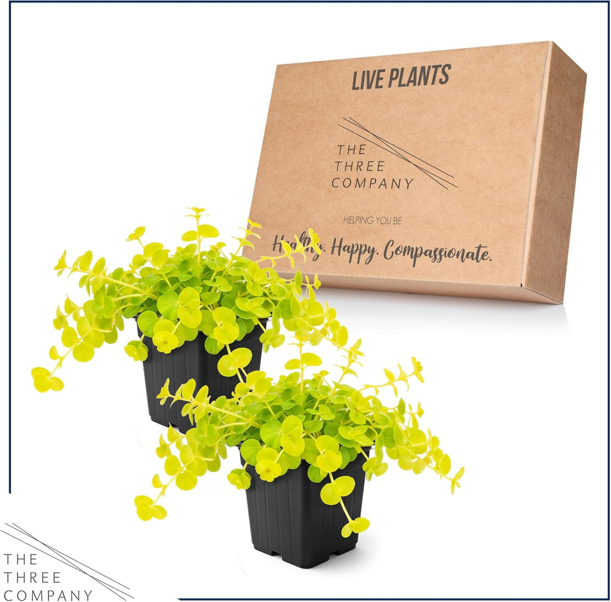 Creeping Jenny Live Plant (Lysimachia nummularia) - 2 Plants Per Pack - Healthy Trailing Perennial