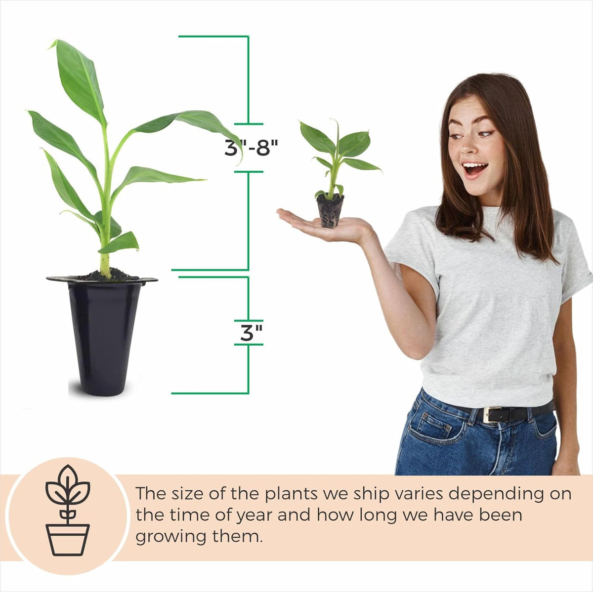 Banana Trees Grand Nain (4 Pack) | Easy to Grow Banana Plants | Edible Fruit Live Plant for