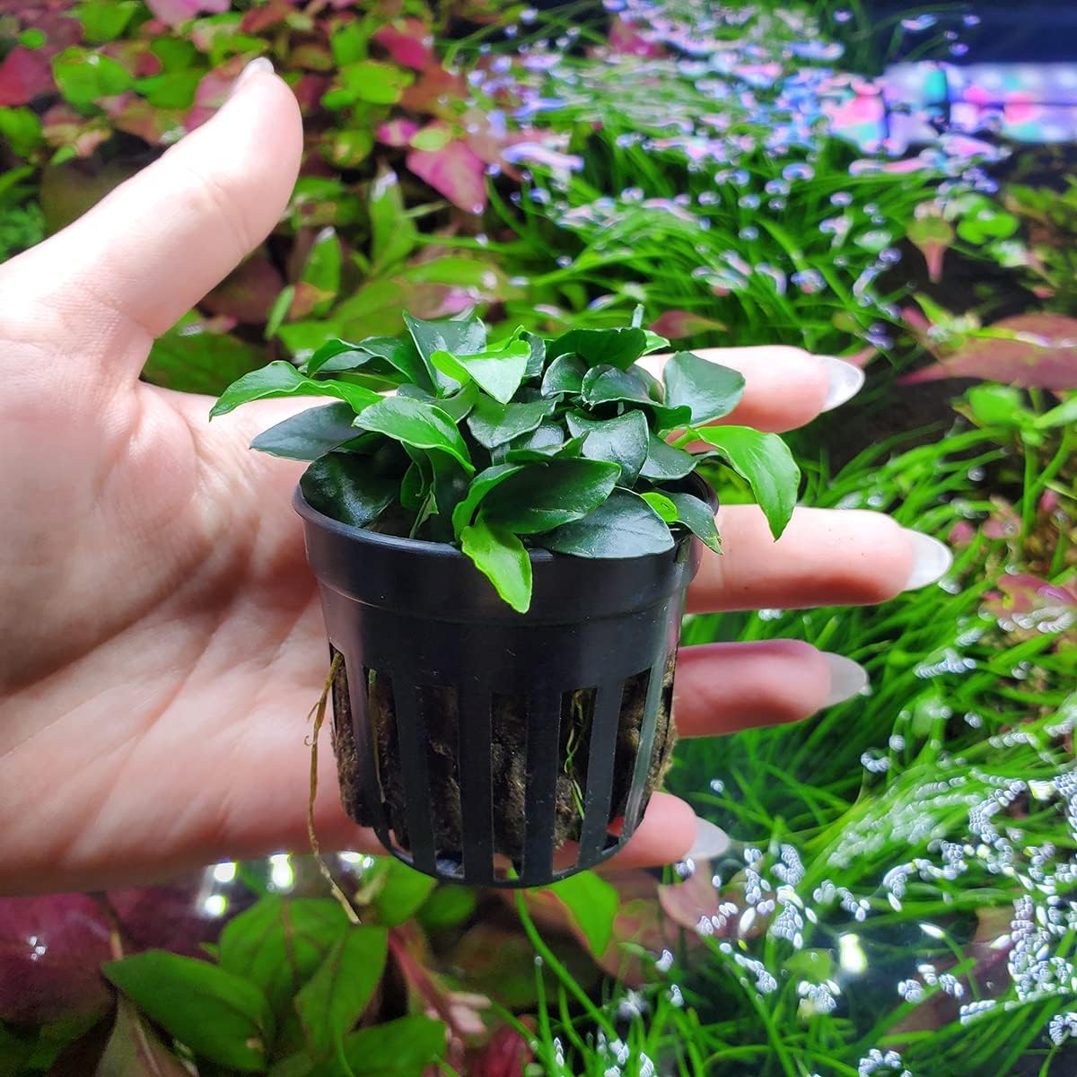 SubstrateSource Anubias Live Aquarium Plants - Potted Freshwater Plant for Fish Tanks, Terrariums