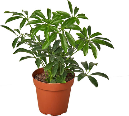 Gardenera Umbrella Plant Premium Potting Mix - Nourish Your Plants with Nature's Finest Ingredients
