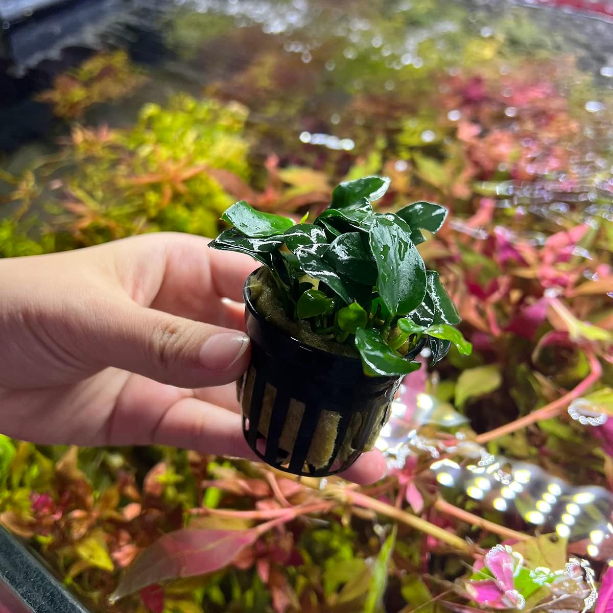 SubstrateSource Anubias Live Aquarium Plants - Potted Freshwater Plant for Fish Tanks, Terrariums