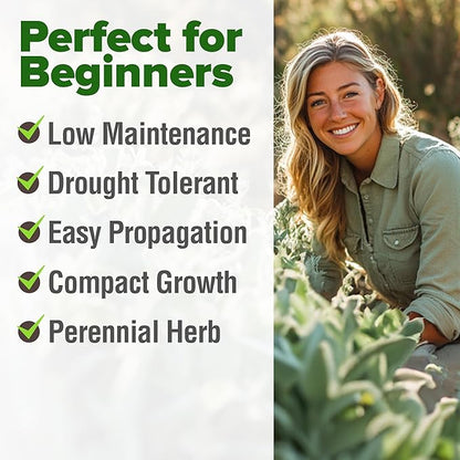 HOME GROWN 𝗨𝗦𝗔 𝗣𝗥𝗘𝗠𝗜𝗨𝗠 White Sage Seeds 323 Pack 𝗡𝗢𝗡-𝗚𝗠𝗢 Heirloom Seeds - Grow