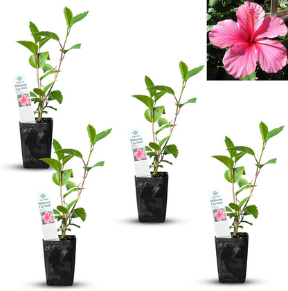 Pink Hibiscus. rosa-sinensis. Live Plant - Tropical Blooming Hibiscus, Pretty Flowers, Used in Tea