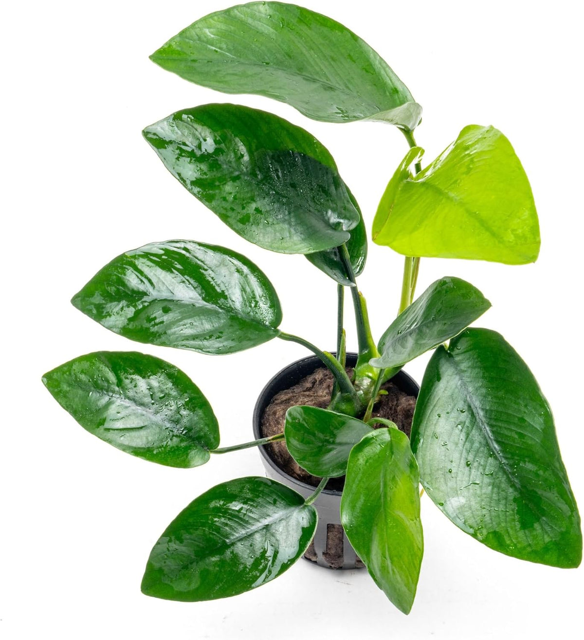 SubstrateSource Anubias Live Aquarium Plants - Anubias Nana Tropica (Anubias barteri Nana) - Low