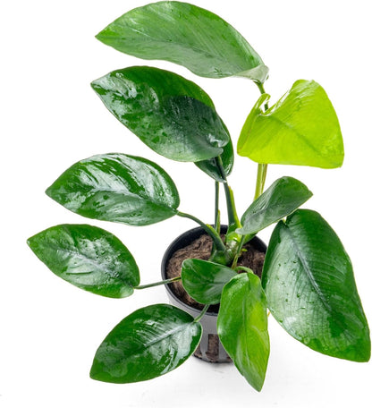 SubstrateSource Anubias Live Aquarium Plants - Anubias Nana Tropica (Anubias barteri Nana) - Low