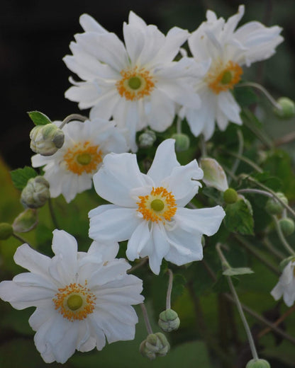 Perennial Farm Anemone x Hybrida 'Whirlwind' – Live Windflower in #1 Container, Semi-Double White