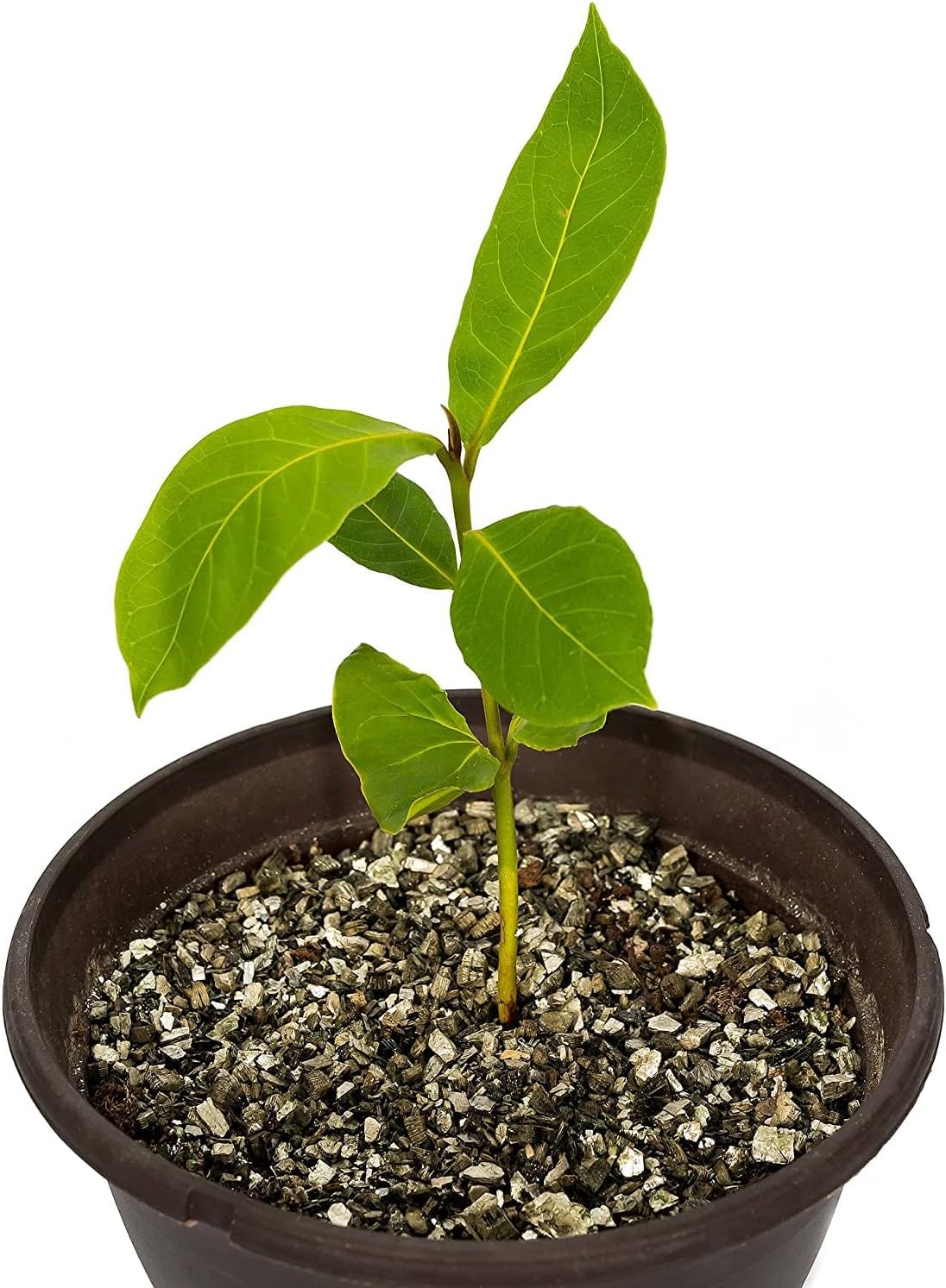 Gardenera House Plant and Tropical Plant Potting Soil - Re-Potting Soil for All Types of Indoor