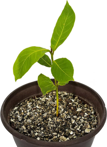 Gardenera House Plant and Tropical Plant Potting Soil - Re-Potting Soil for All Types of Indoor