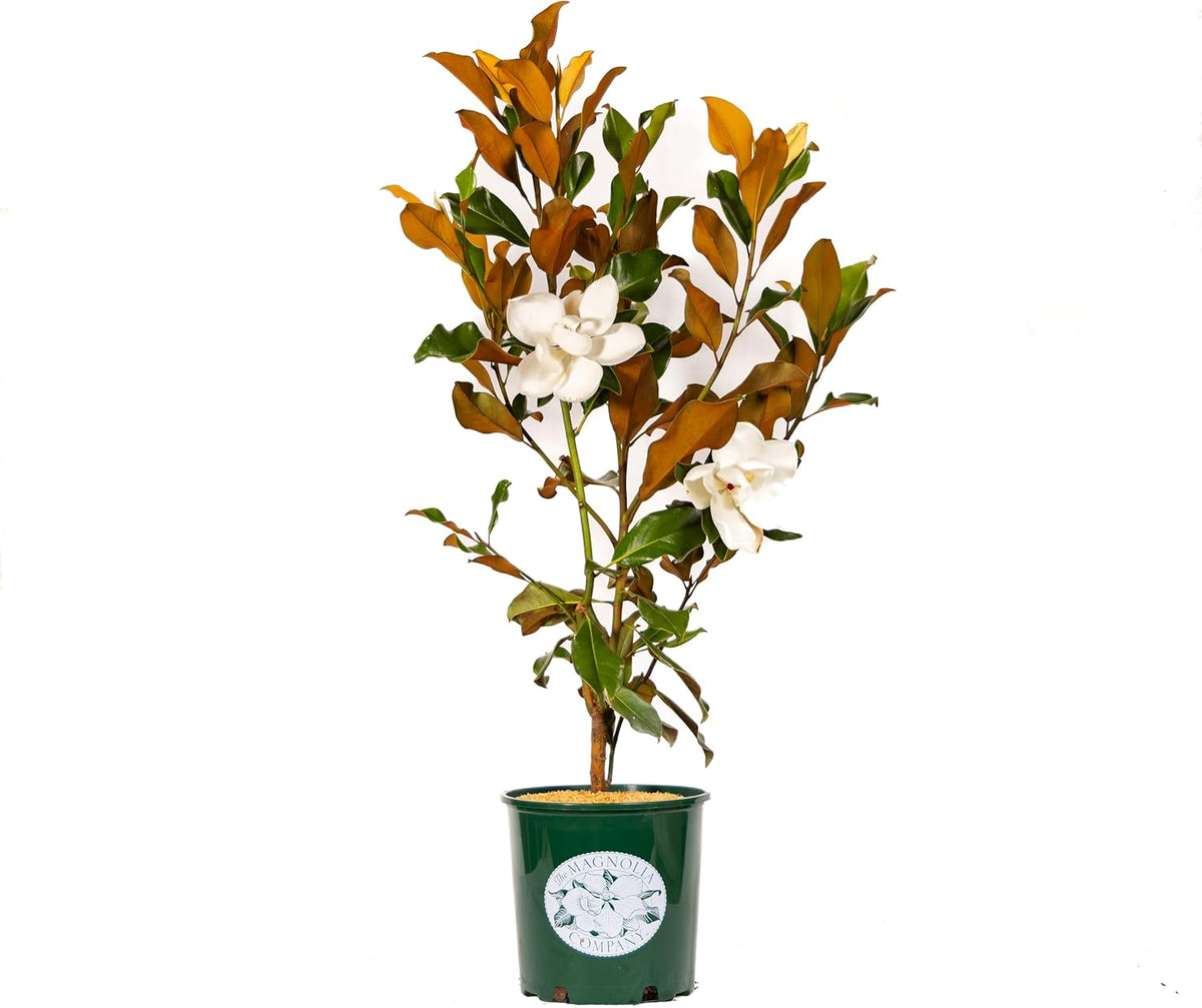 Magnolia Tree Bracken Browns Beauty Variation, Magnolia Flower, Live Plant, 3-4 Feet Tall