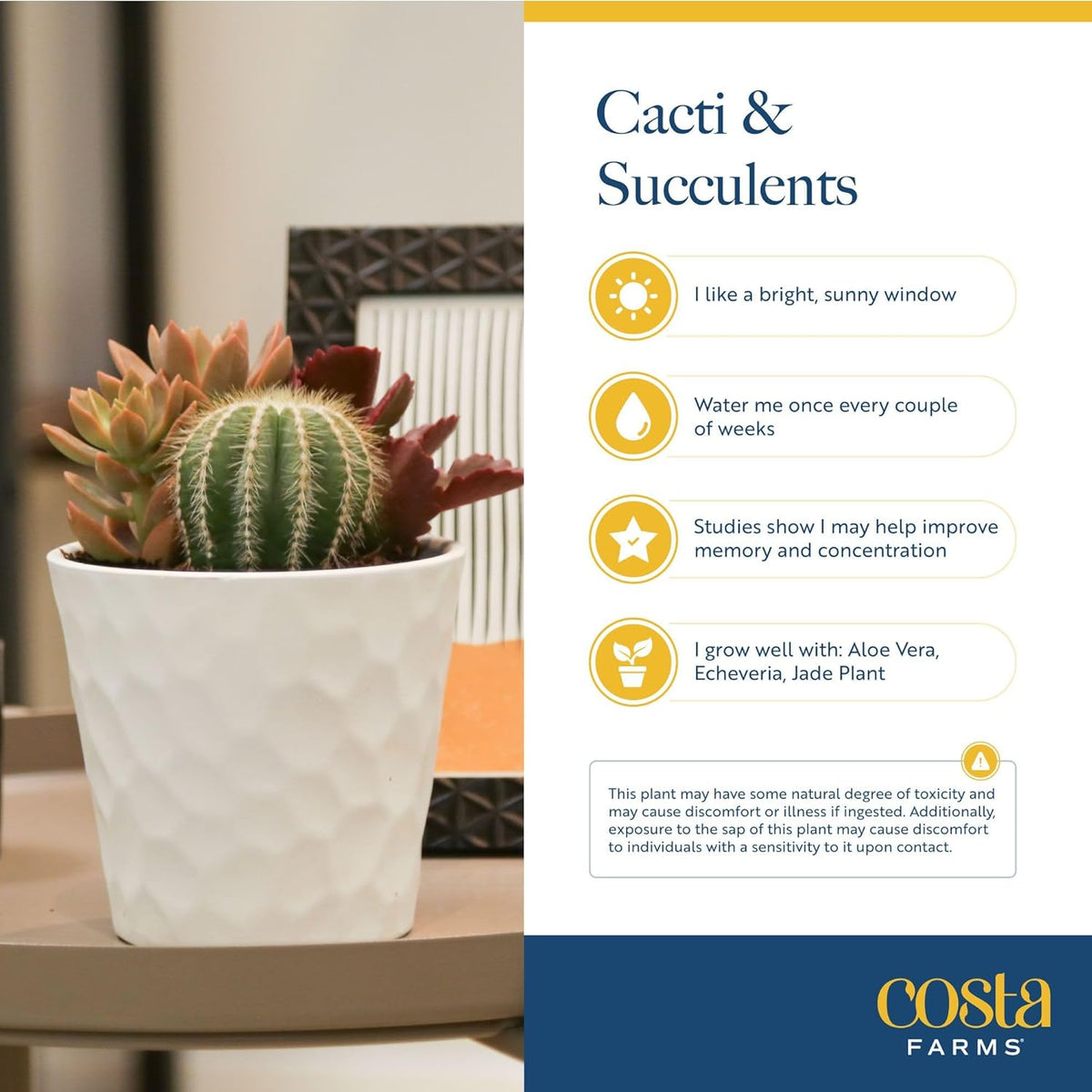 Costa Farms Mini Succulent Live Plant in Decorative Pot, Easy to Maintain Succulent Indoor