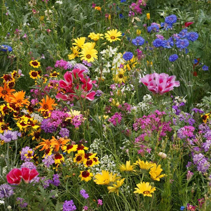 Outsidepride Low Growing Wildflower Seeds - 1 lb Dwarf, & Short, Diverse Perennial & Annual Wild