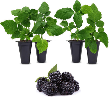 BlackBerry Plants Sweetie Pie (4 Pack) Live for Sale | Easy to Grow Plants | Edible Fruit Plant for