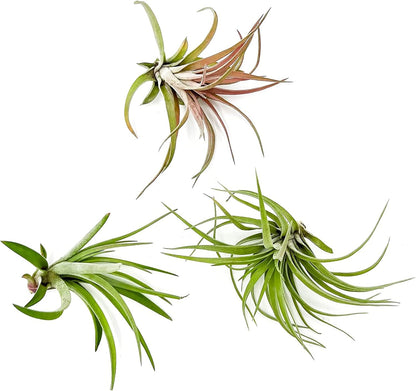 ragnaroc Air Plants - Tillandsia Brachycaulos Abdita, Large 4-6" - 3 ct - Live Arrival Guaranteed