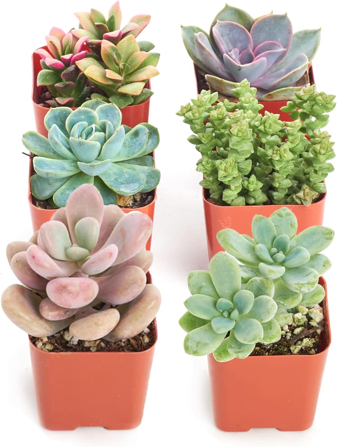 Shop Succulents Pastel Succulent Plant Pack Collection - Live Mini Succulent Plants, Low