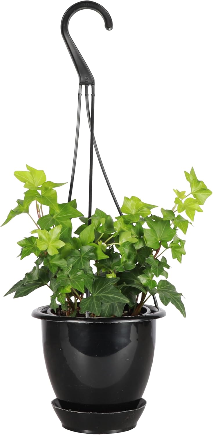 Thorsen's Greenhouse Live Green English Ivy Plant, Hedera Helix, Natural Air Purifier, Easy to