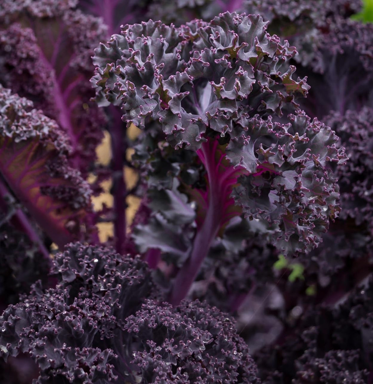 Scarlet Red Kale Seeds for Planting – Plant & Grow Heirloom Scarlet Red Kale in Home Outdoor