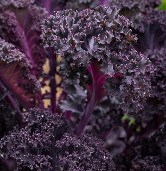 Scarlet Red Kale Seeds for Planting – Plant & Grow Heirloom Scarlet Red Kale in Home Outdoor