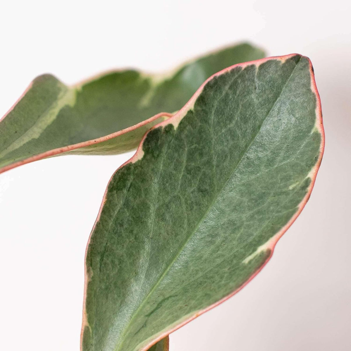 Peperomia Ginny Live Plant for Indoor | Different Houseplants in 3'' Pot | Real House Plant for