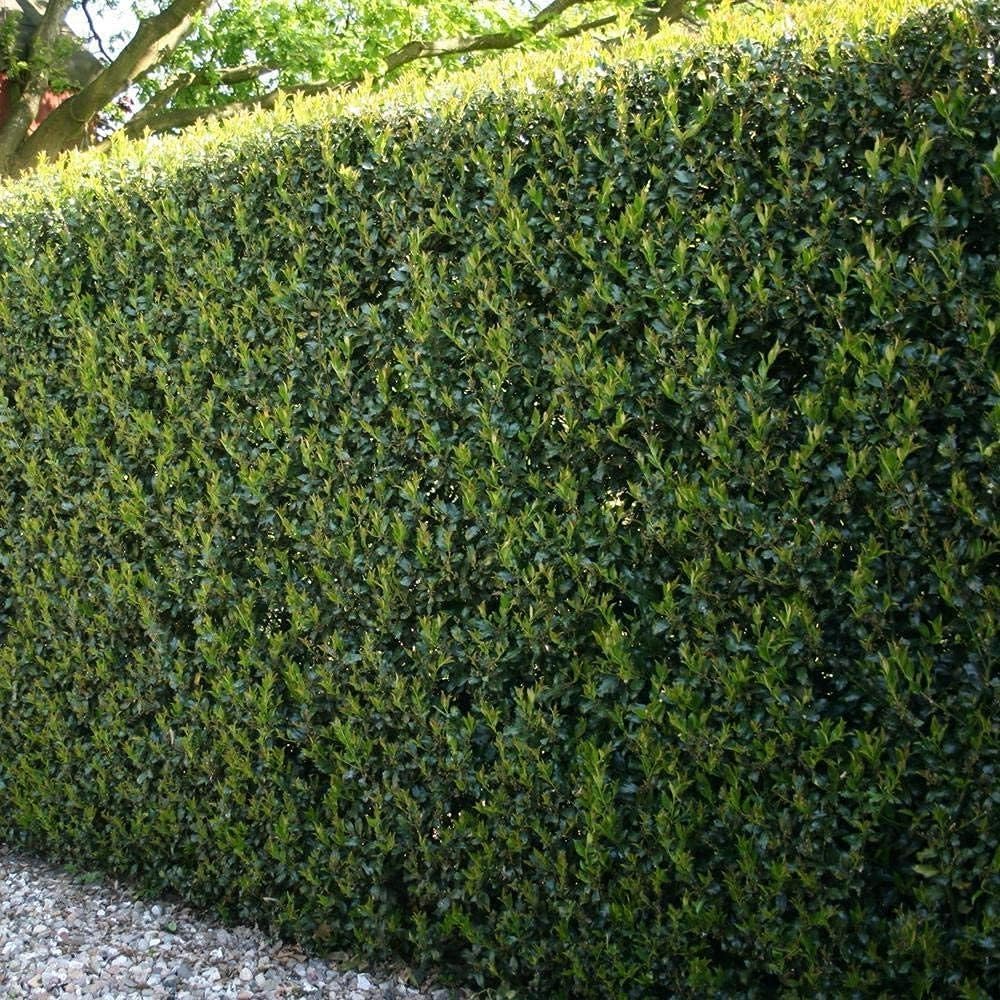 Burfordi Holly | 5 Quart Size Plants | Ilex Cornuta | Fast Growing Evergreen Shrubs, Privacy Hedge