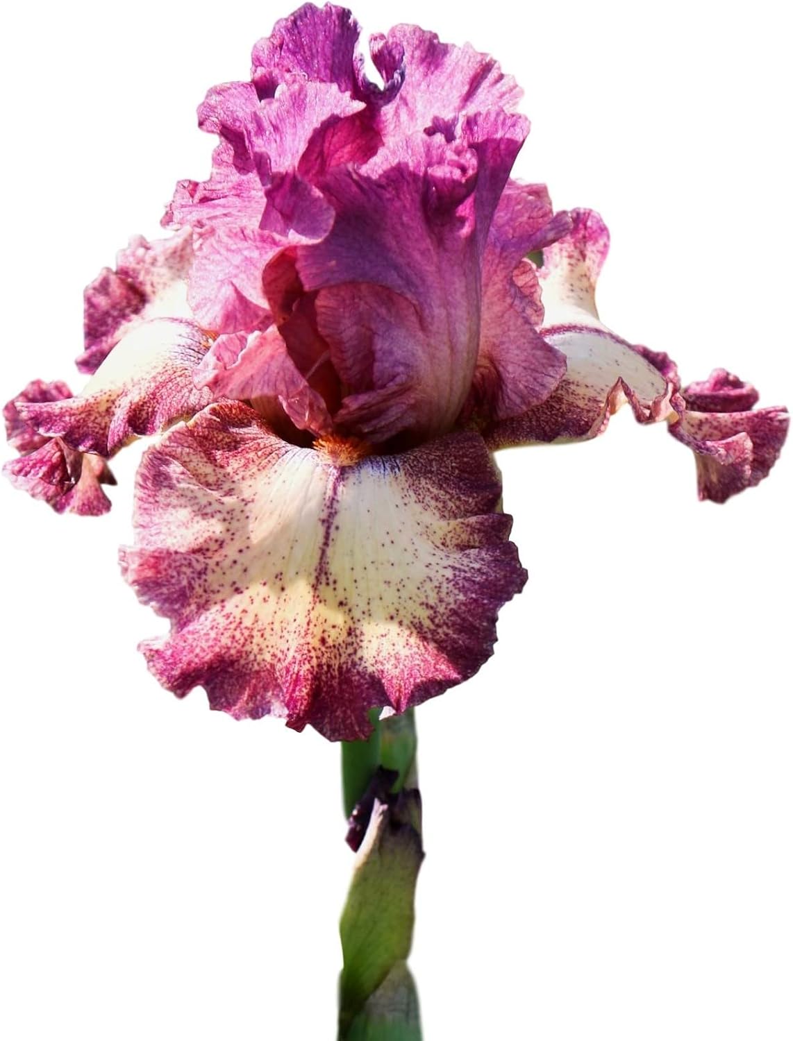Easy to Grow Bearded Iris Rockstar - 3 Plant Bulbs Rhizomes, Maroon Purple & White Flowers in