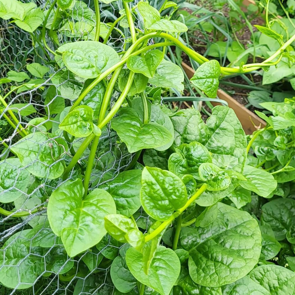 Premium Malabar Spinach Seeds - 100 Heirloom, Non-GMO Seeds for Planting – Easy-to-Grow Climbing