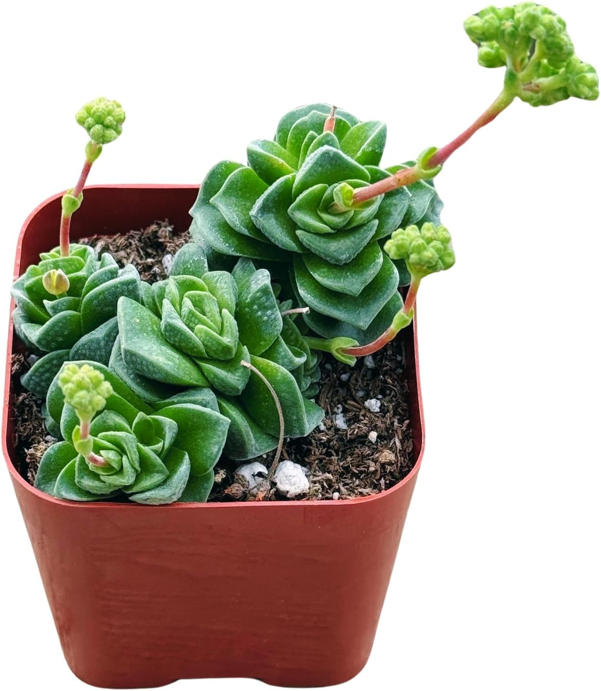 Succulents Plants Live 2inch Live Mini Succulent Plants, Easy Care House Plants Rooted in Succulent