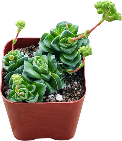 Succulents Plants Live 2inch Live Mini Succulent Plants, Easy Care House Plants Rooted in Succulent