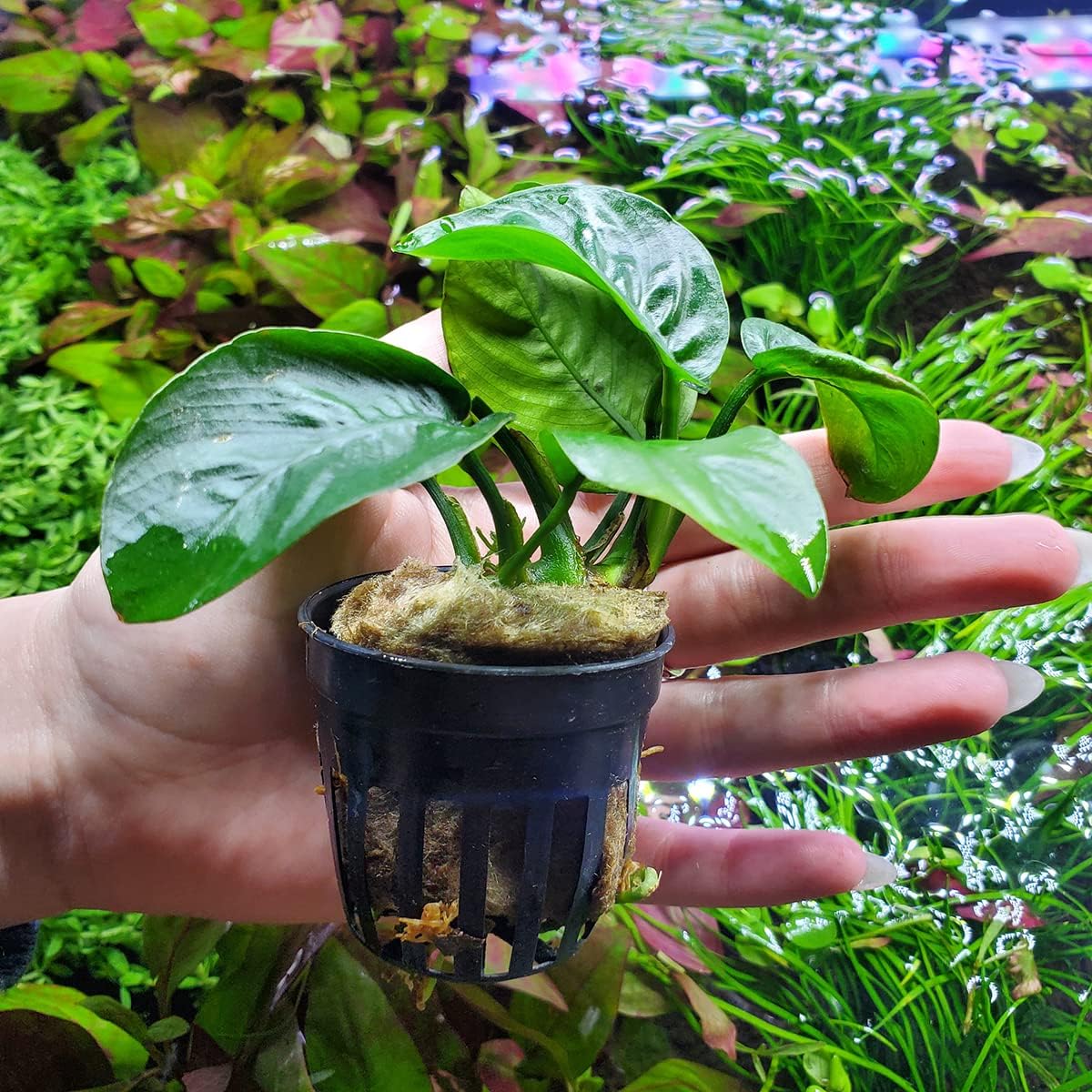 SubstrateSource Anubias Live Aquarium Plants - Potted Freshwater Plant for Fish Tanks, Terrariums
