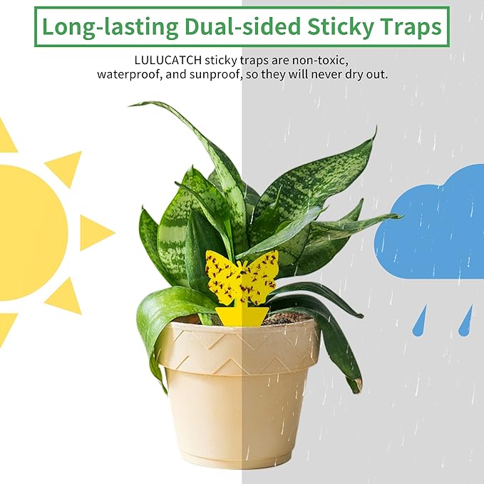 LULUCATCH Fruit Fly Sticky Trap 36 Pack, Safe Gnat Traps for Fruits, Plants, Super Sticky Fly Trap