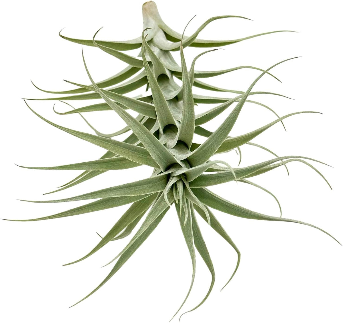 Live Air Plants - Tillandsia Albida 7-12" - 3ct – ragnaroc Live Indoor Plant - Live Arrival