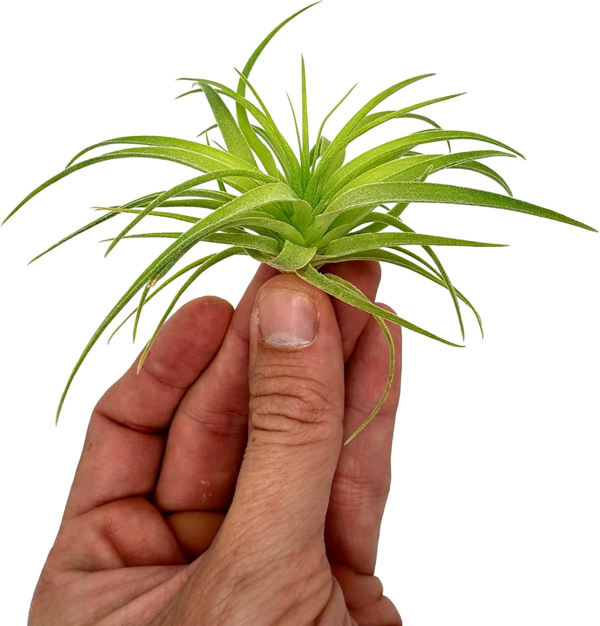 Live Air Plants - Tillandsia Geminiflora 1-3" - 1ct – ragnaroc Live Indoor Plant - Live Arrival