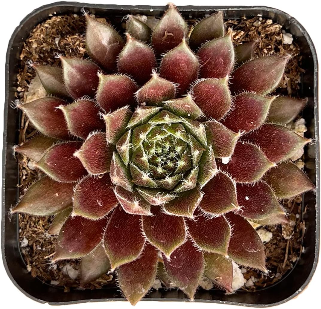 Live Succulent Sempervivum 'Stansfieldii', Approx 2-inch Large, Potted Succulents, Fully Rooted