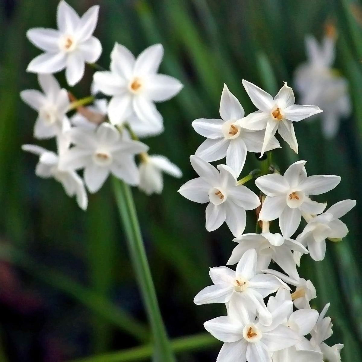 Fantastic Fragrant Paperwhite Narcissus ‘Ziva’ Flowers – 3 Premium Daffodil Bulbs | Easy Indoor or