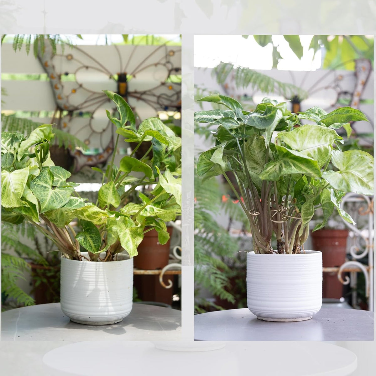 5PCS Monstera Plant Support System 4.1IN - Durable Hook Stem Supports for Healthy Growth
