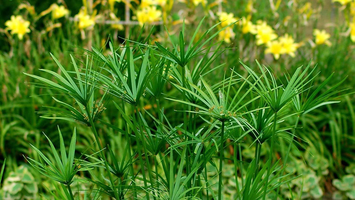 Dwarf Papyrus Plant | 10 Live Plants | Cyperus Shade & Wet Tolerant Aquatic Foliage