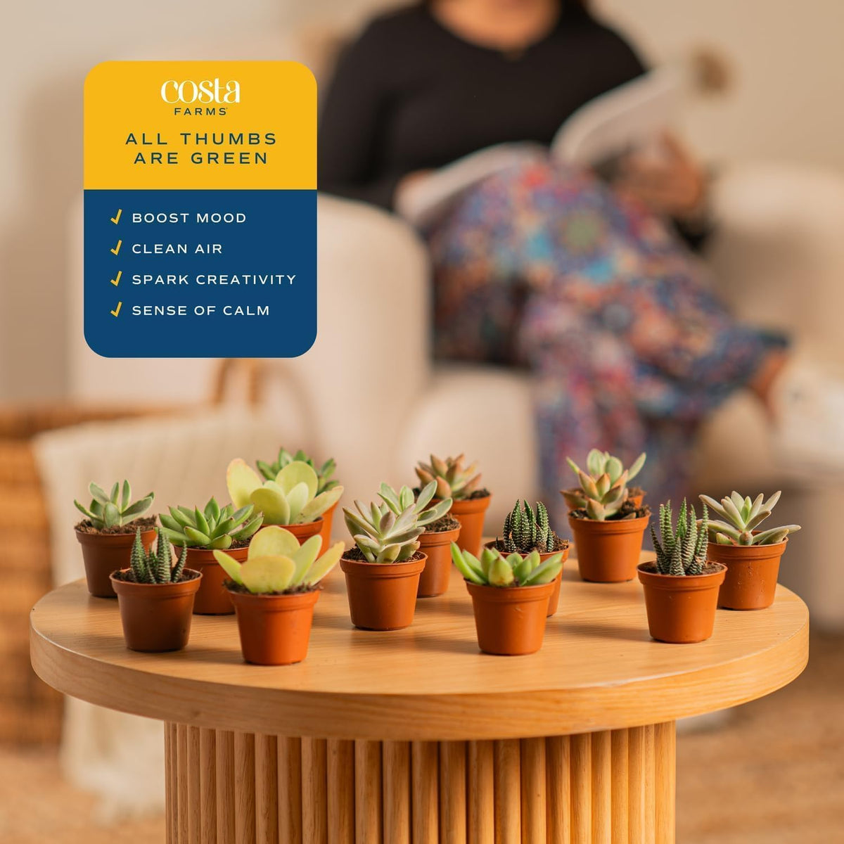 Costa Farms Mini Succulent Live Plants in Plastic Pots, Easy to Maintain Indoor Succulents