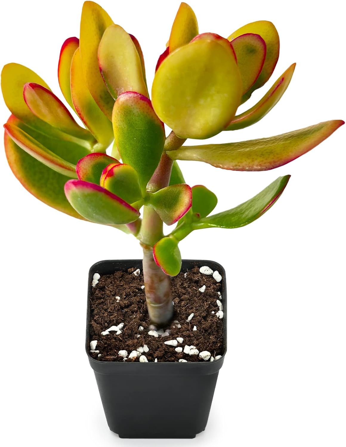 Sprout N Green Golden Jade - Crassula Ovata 'Hummel Sunset', Rare Cute Succulent Plant Fully Rooted