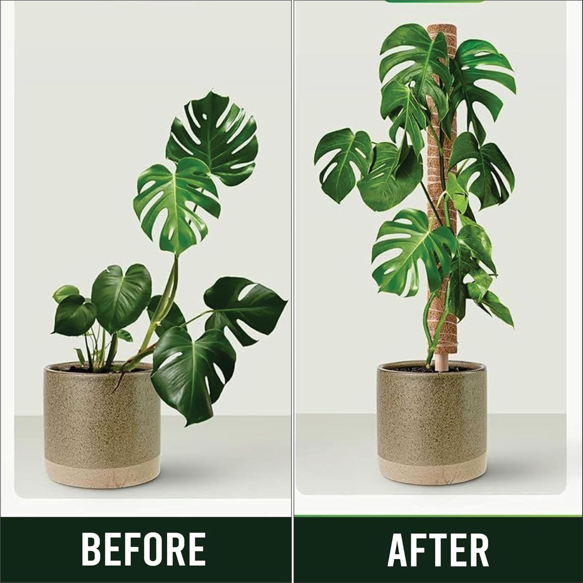 Moss Pole Pack of 4 – 50CM Monstera Plant Support | Natural Coco Coir Plant Poles for Indoor Plants
