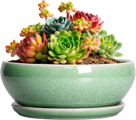 SQOWL Succulent Pots 6 Inch - Ceramic Bonsai Planter for Indoor Plants Outdoor, Shallow Planter