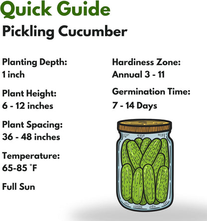 Over 150 Pickling Cucumber Seeds – Organic Heirloom, Non-GMO, High Germination Rate – Perfect for