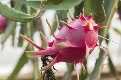 Dragon Fruit Tree - Live Plant in a 4 Inch Pot - Hylocereous Undatus - Edible Tropical Fruit Plant