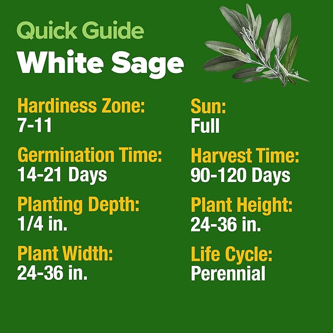 HOME GROWN 𝗨𝗦𝗔 𝗣𝗥𝗘𝗠𝗜𝗨𝗠 White Sage Seeds 323 Pack 𝗡𝗢𝗡-𝗚𝗠𝗢 Heirloom Seeds - Grow