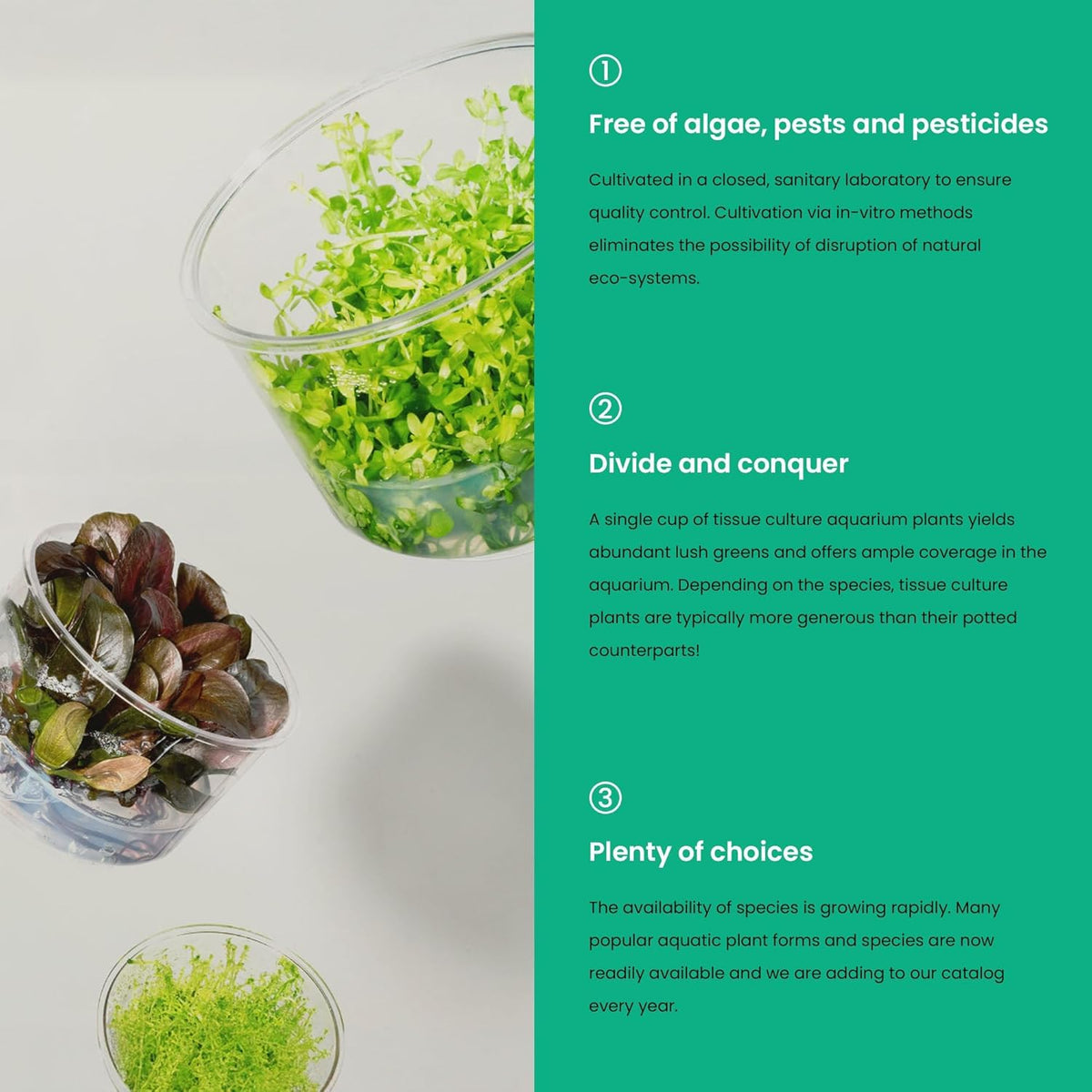 Ultum Nature Systems Live Tissue Culture - Rotala 'Wayanad' - Moderate - High Light - Green to