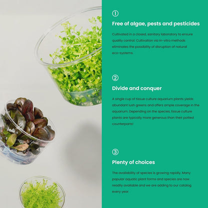 Ultum Nature Systems Live Tissue Culture - Bucephalandra Brownie Phoenix - Easy, Low-Med Light