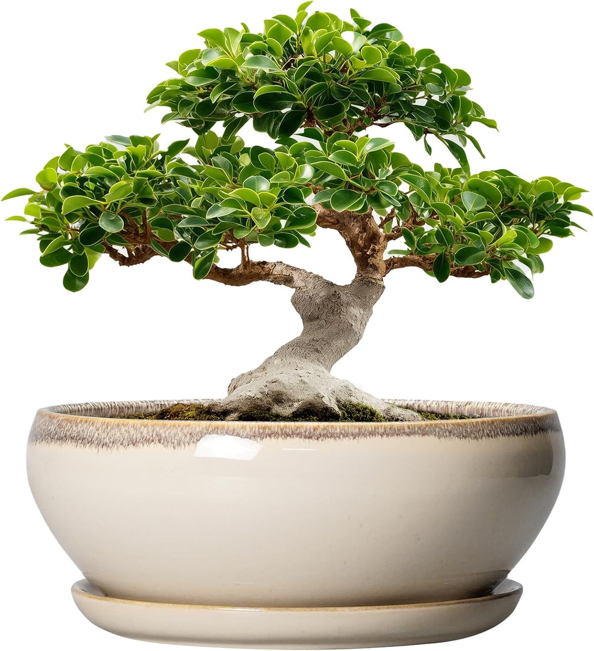 SQOWL Bonsai Pots 12 Inch - Large Ceramic Succulent Planters, Shallow Planter with Drainage Hole