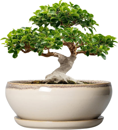 SQOWL Bonsai Pots 12 Inch - Large Ceramic Succulent Planters, Shallow Planter with Drainage Hole