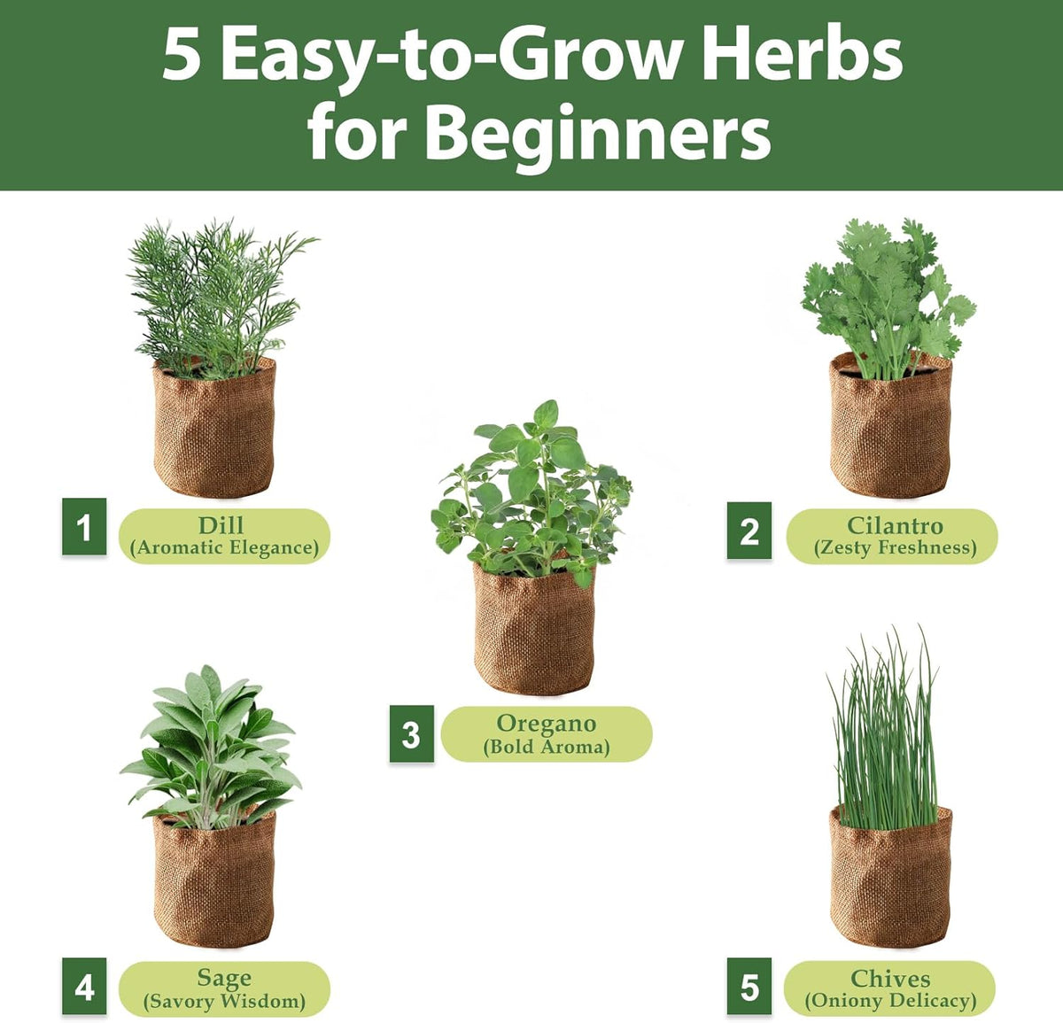 5 Herb Garden Planter Indoor with Wooden Box, Home Kitchen Seed Starter Kit Including Dill