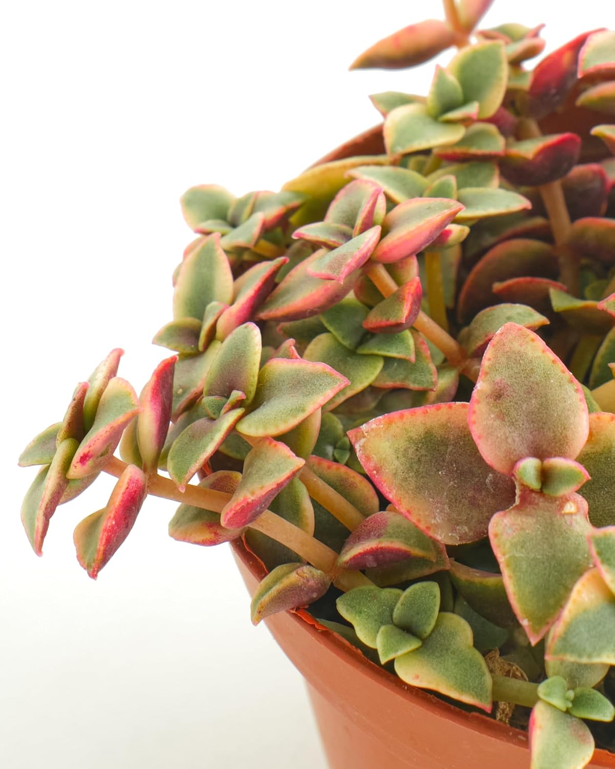 Shop Succulents Calico Kitten Hanging Succulent, Crassula Pellucida Variegata, Fully Rooted Live 4"
